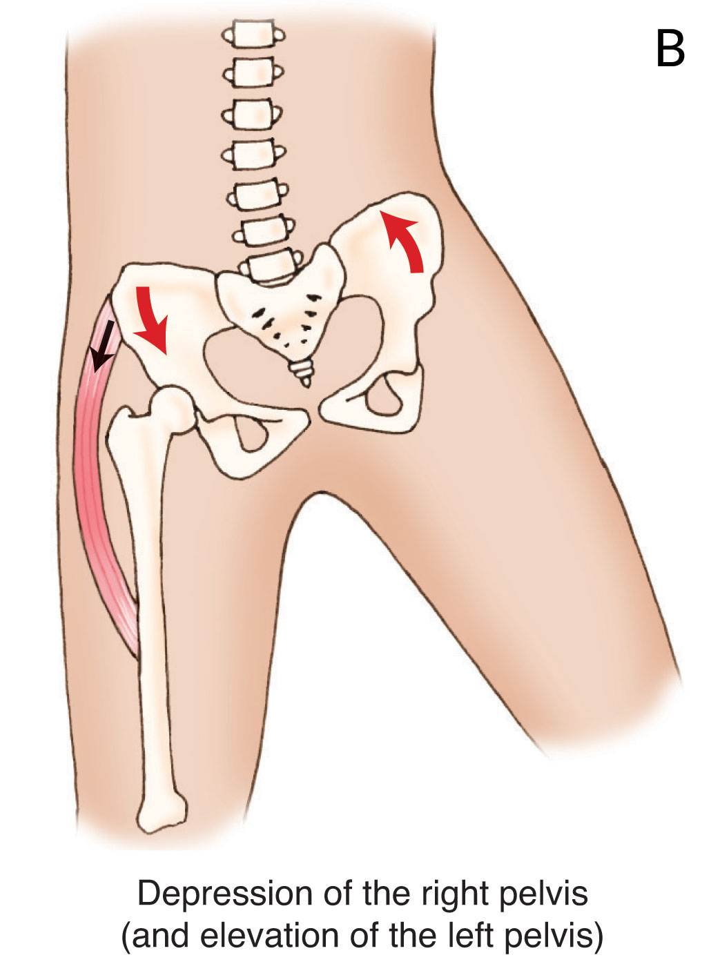 중둔근 기능