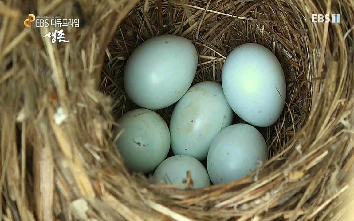 생존 3부_ EBS 다큐프라임_ 220629.avi_20220701_210748.434.jpg