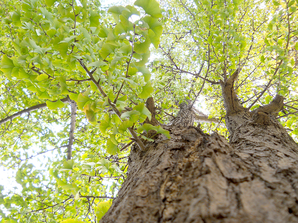 홍제동 고은산(goeunsan) 은행나무(ginkgo, 銀杏)