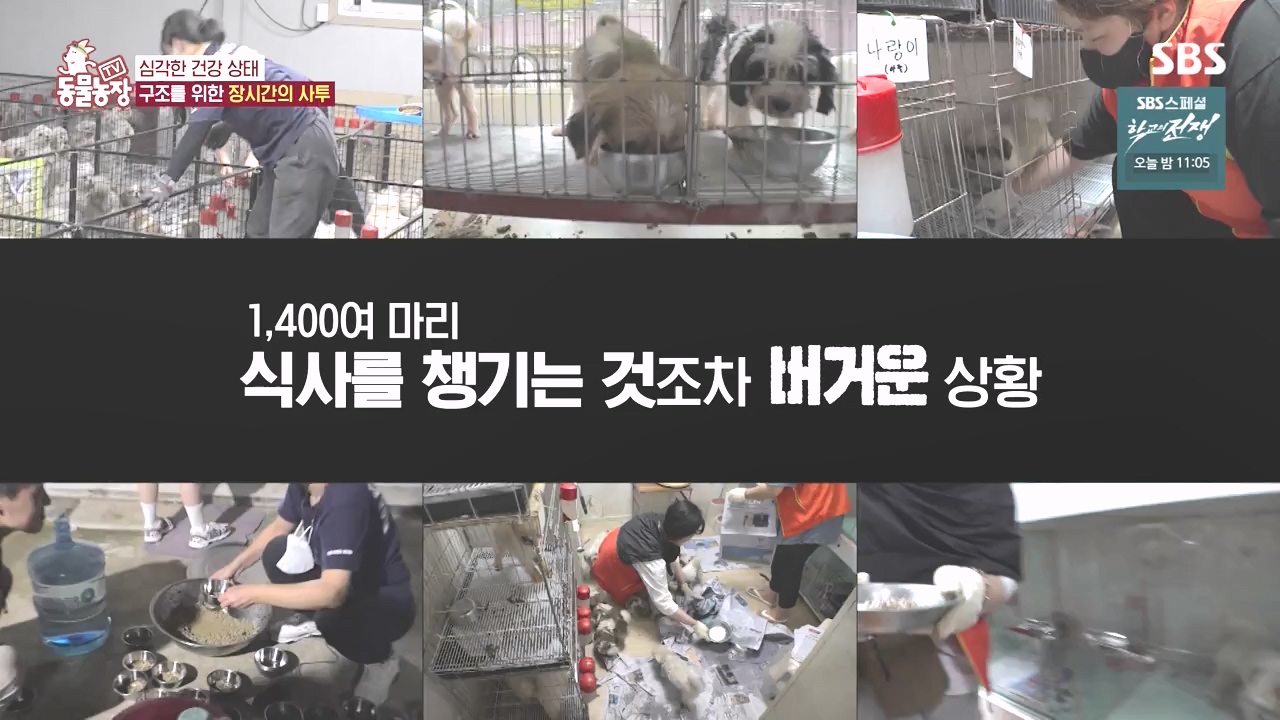 TV 동물농장.E1142.231023p-NEXT.mp4_20231022_174012.507.jpg