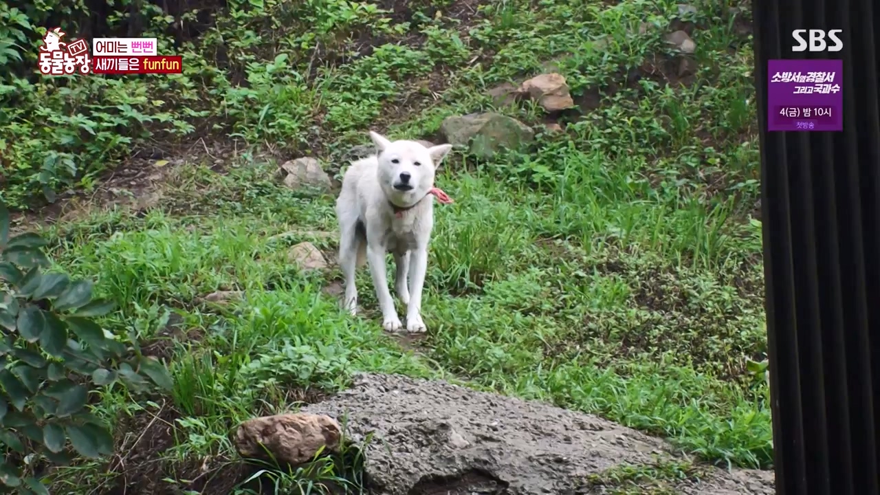 TV 동물농장.E1131.230731p-NEXT.mp4_20230730_190936.689.jpg