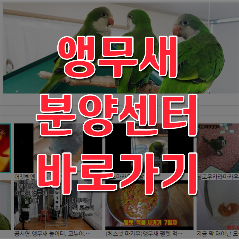 앵무새분양센터