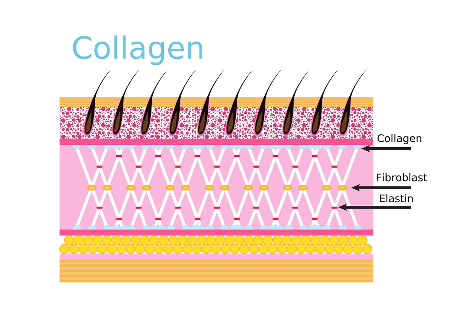 콜라겐 결합 조직 피부 다이어그램