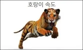 호랑이 속도