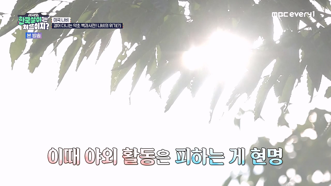 어서와 한국살이는 처음이지.E16.230905p-NEXT.mp4_20230906_204038.986.jpg