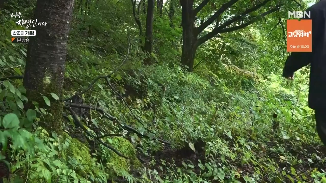 나는 자연인이다.E574.231005p-NEXT.mp4_20231005_200554.191.jpg