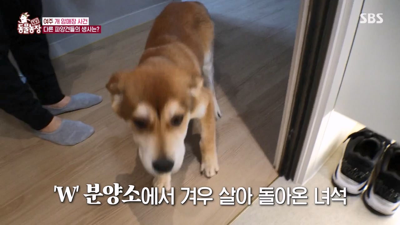 TV 동물농장.E1122.230529p-NEXT.mp4_20230528_170308.754.jpg