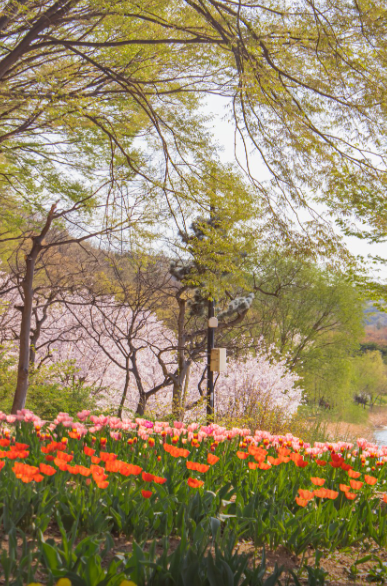 인천대공원 벚꽃축제2