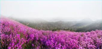 천주산 진달래축제 등산코스 맛집_15