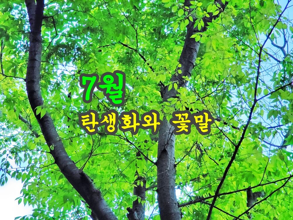  7월 탄생화 꽃말