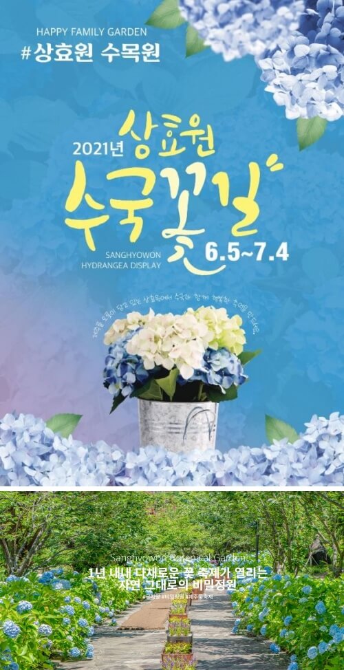 상효원-수국축제-포스터와-파란색-수국이-피어있는-산책로