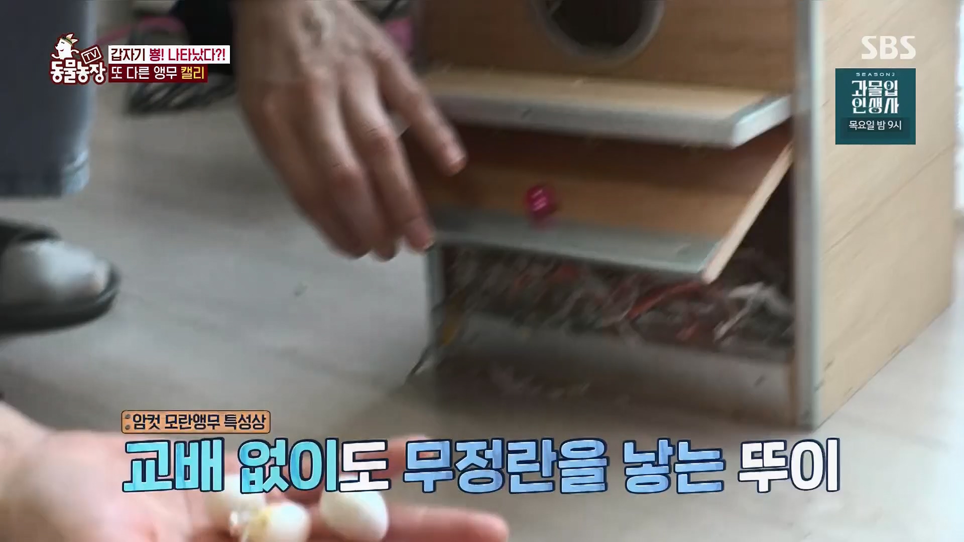 TV 동물농장.E1180.240714p.H264-F1RST.mp4_20240715_201732.979.jpg