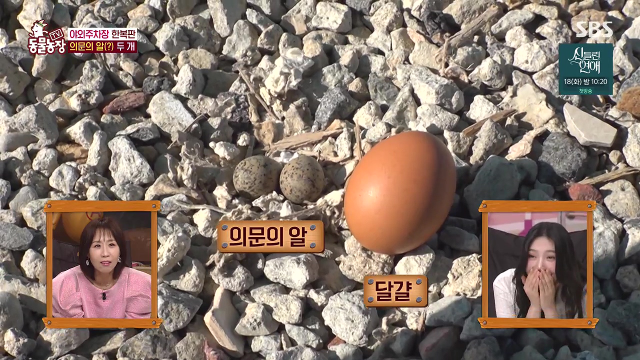 TV 동물농장.E1176.240617p-NEXT.mp4_20240616_170132.114.jpg