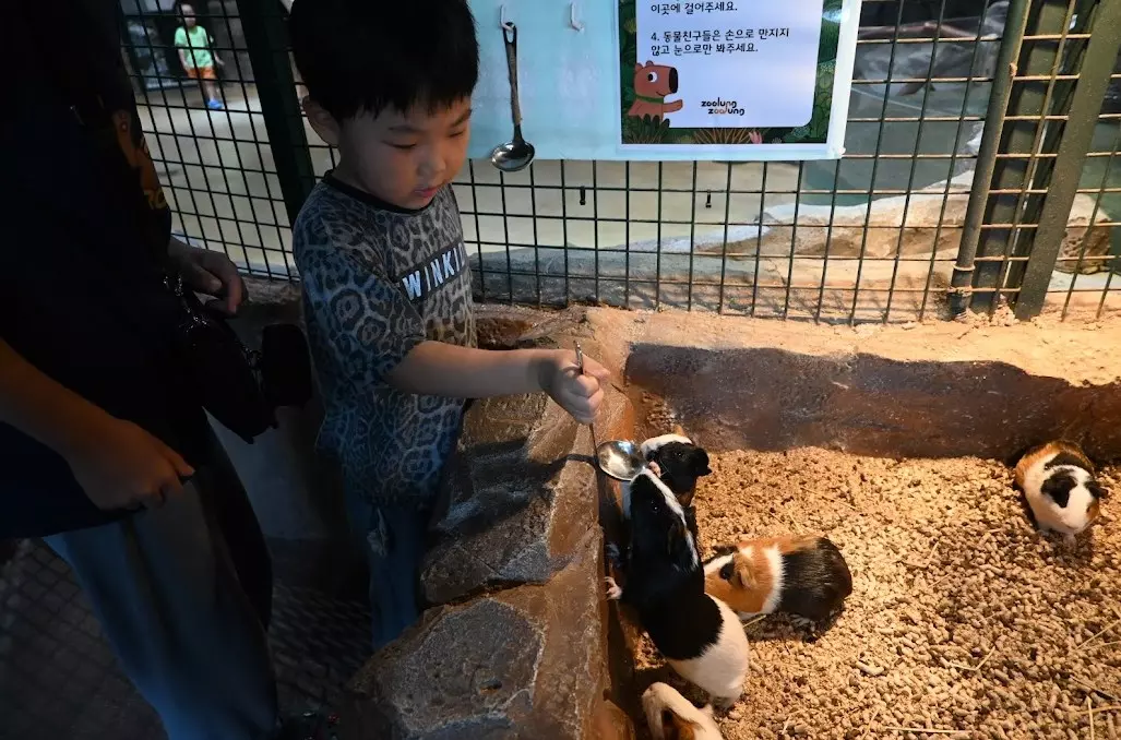 동탄 가볼만한곳 주렁주렁 동탄 라크몽점 동물먹이체험과 실내놀이터 사진 15