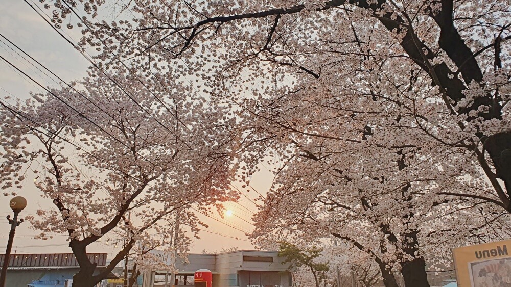 해질녘_벚꽃나무