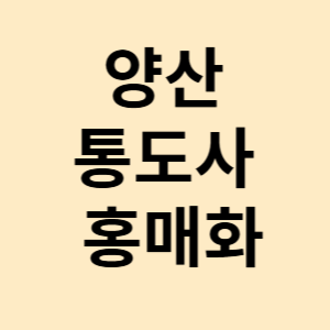 양산 통도사 홍매화