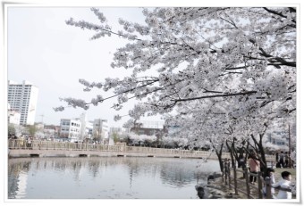 벚꽃 명소