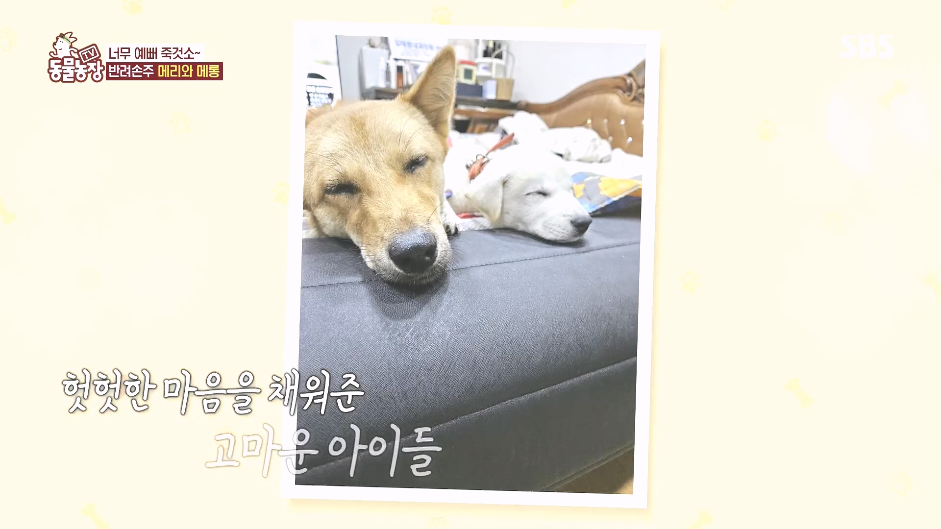 TV 동물농장.E1185.240818p.H264-F1RST.mp4_20240818_161557.796.jpg