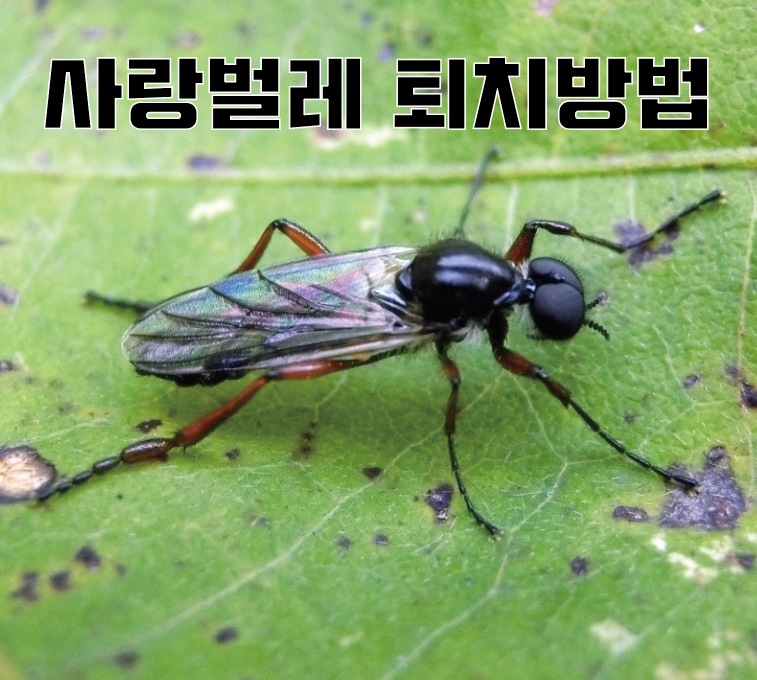  러브버그, 사랑벌레 출현이유 익충? 해충? +퇴치방법   /  교미 서울특별시 종로구 중구 용산구 성동구 광진구 동대문구 중랑구 성북구 강북구 도봉구 노원구 은평구 서대문구 마포구 양..
