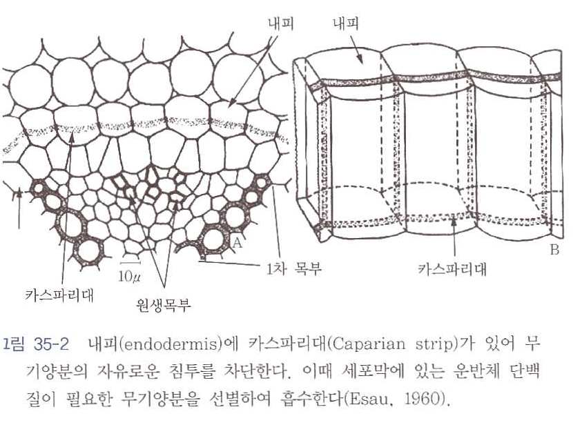 카스파리대