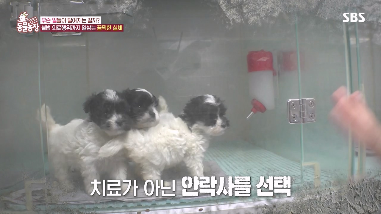 TV 동물농장.E1142.231023p-NEXT.mp4_20231022_174010.199.jpg