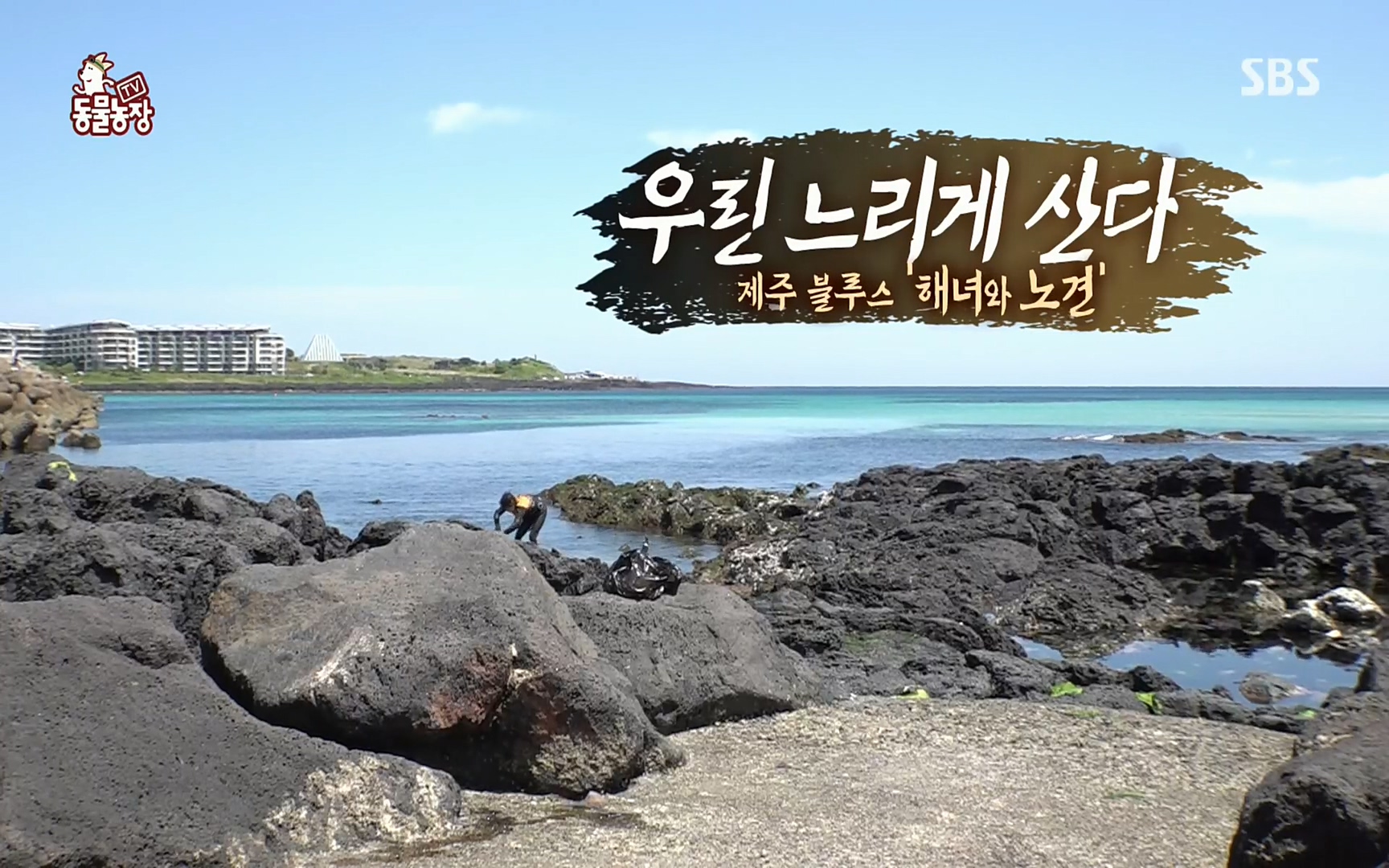 TV 동물농장.E1073.220612p.H264-F1RST.mp4_20220612_180443.810.jpg
