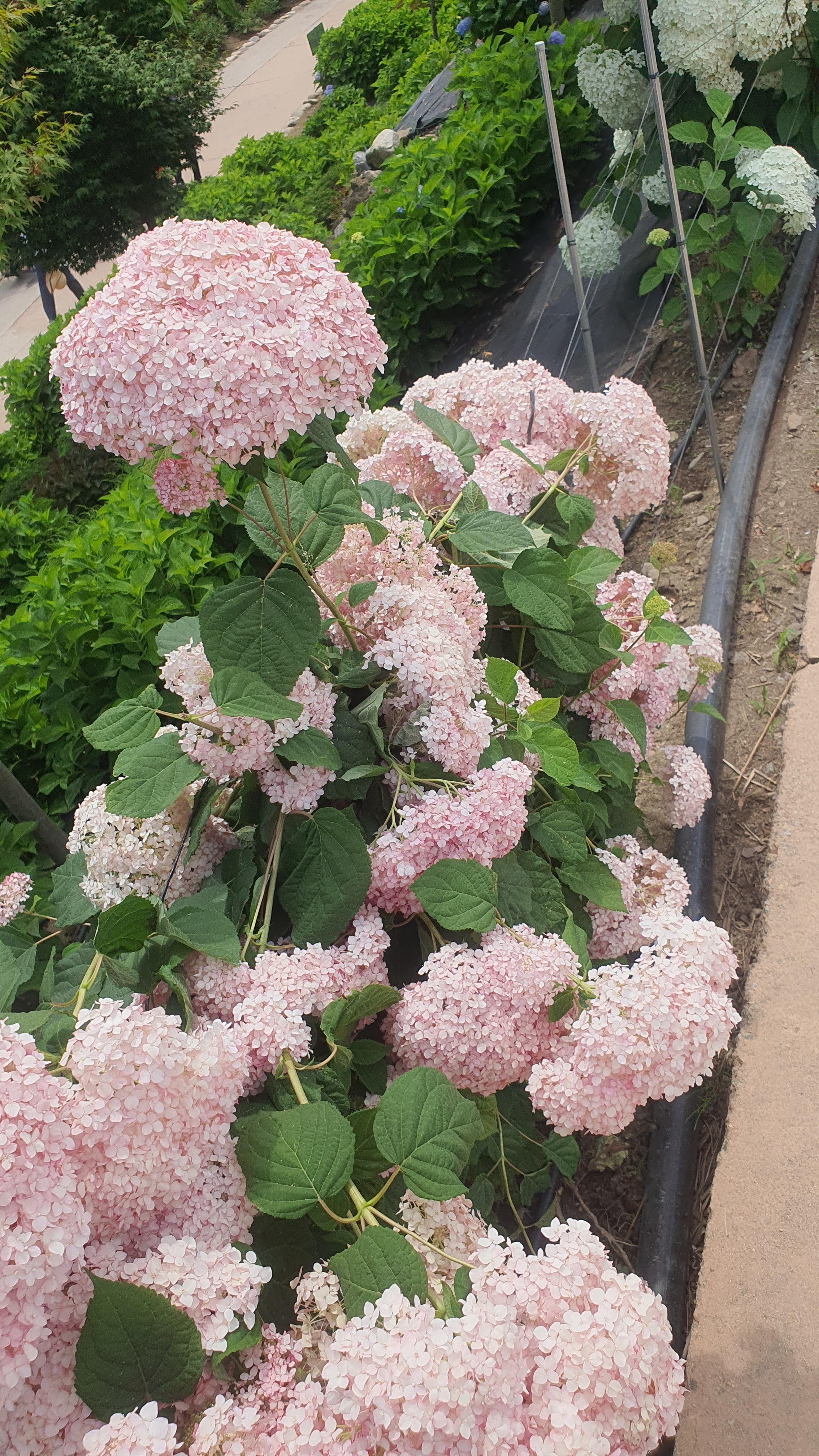 공주 유구 수국축제 주차정보(6월 충남 꽃축제)