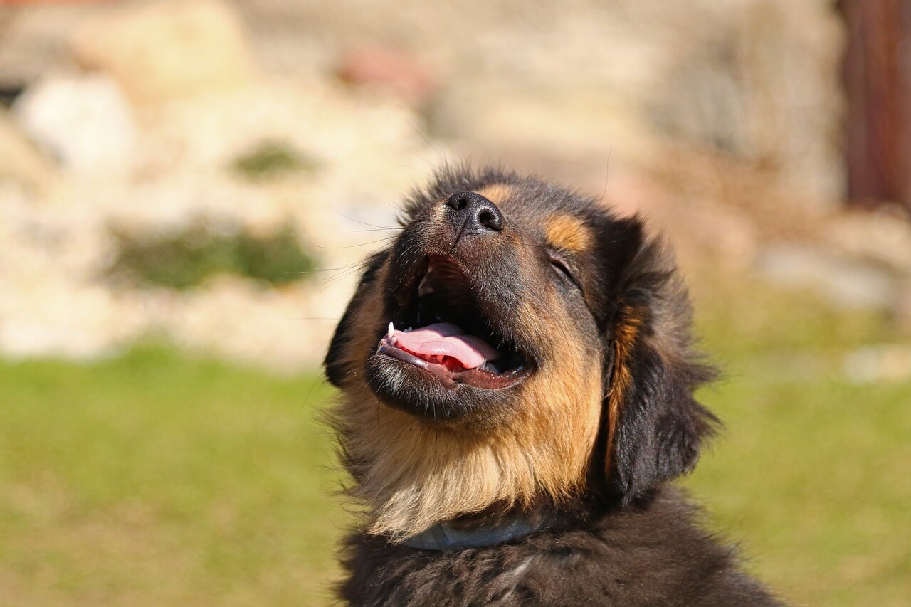동물구조센터와 보호구역 자원봉사 여행 탐험&#44; 강아지 웃는 사진