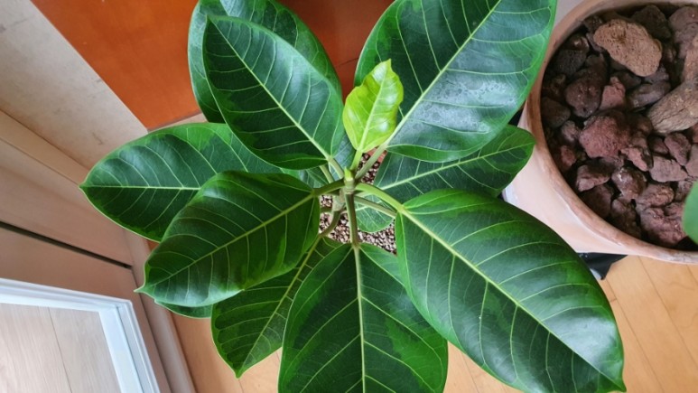 식물 인테리어로 뱅갈고무 나무 키우기 집에서 키우는 거실 반려 22