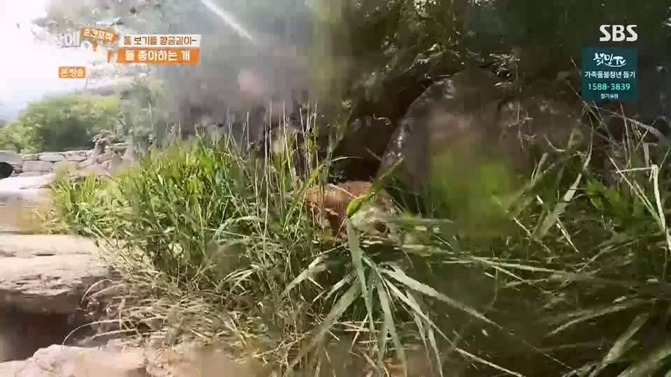 순간포착 세상에 이런일이.E1234.230624p.H264-F1RST.mp4_20230626_211153.381.jpg
