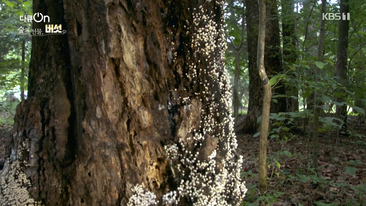 다큐 온.E227.231120p-NEXT.mp4_20231121_201850.430.jpg