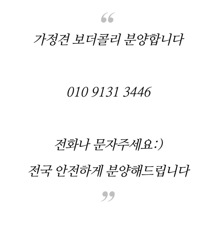 보더콜리 가정견 분양 보더콜리 가정분양 10