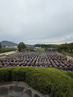 솔리 자운