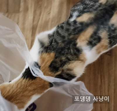 큰 비닐 손잡이에 머리 끼우고 바닥을 살피는 고양이.