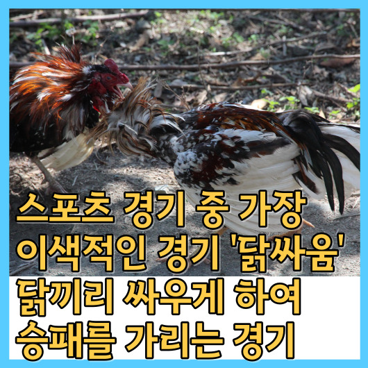  스포츠 경기 중 가장 이색적인 경기 '닭싸움' 닭끼리 싸우게 하여 승패를 가리는 경기