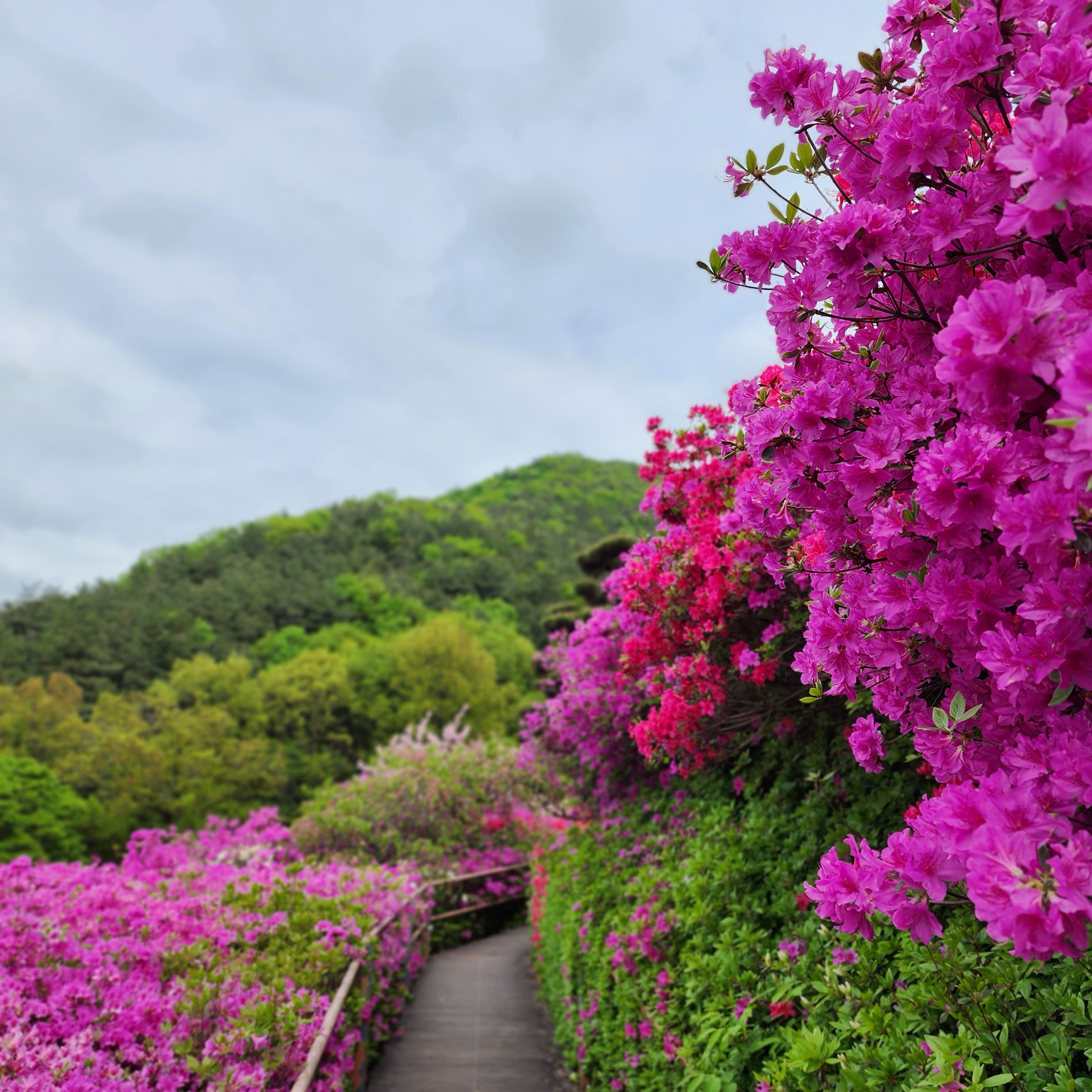 춘산리 화산꽃동산