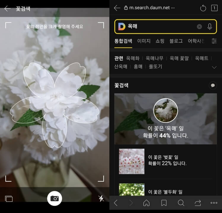 다음-꽃-검색-카메라-기능으로-사진-찍고-꽃-이름-확인-하는-사진