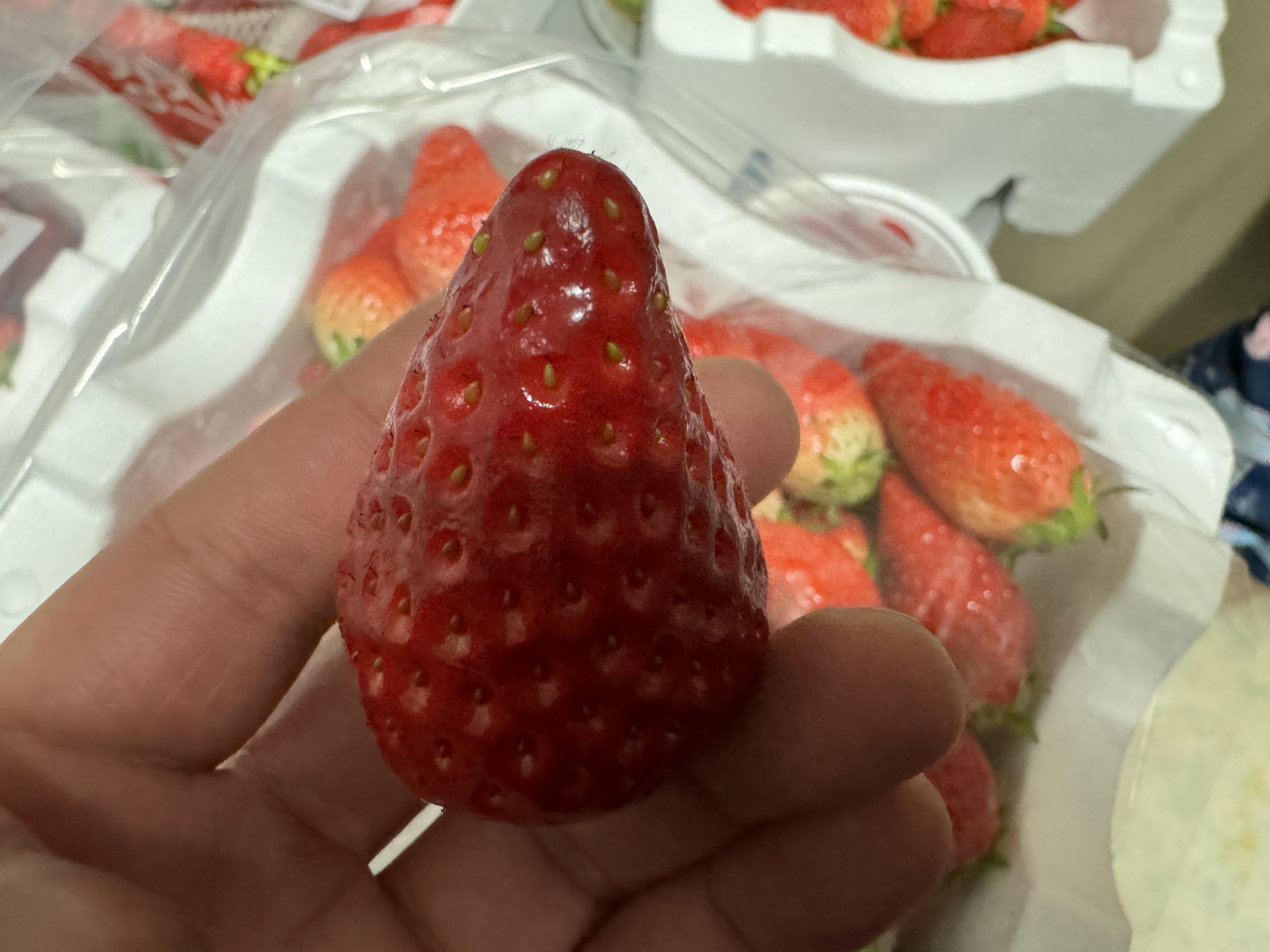 2024 논산 딸기 축제 딸기