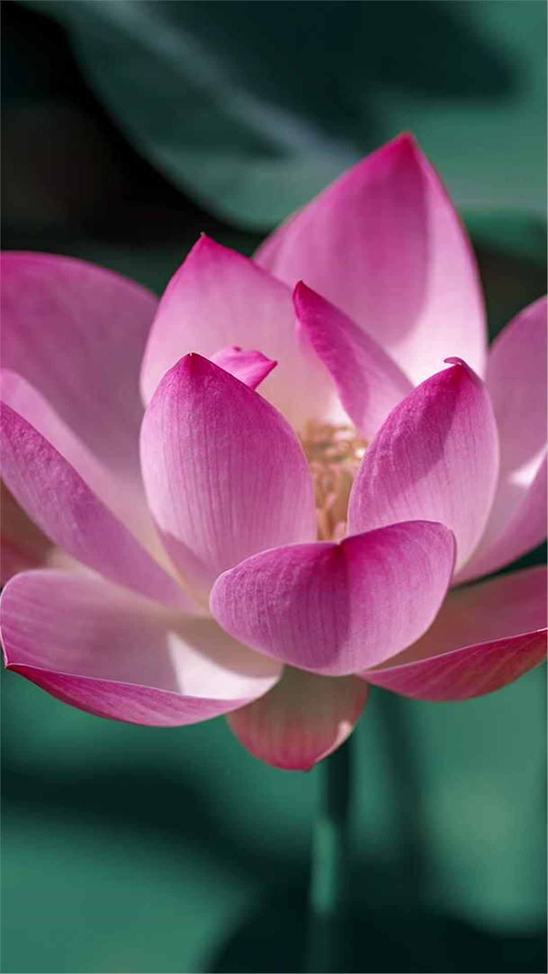 Lotus Flower iPhone Wallpaper