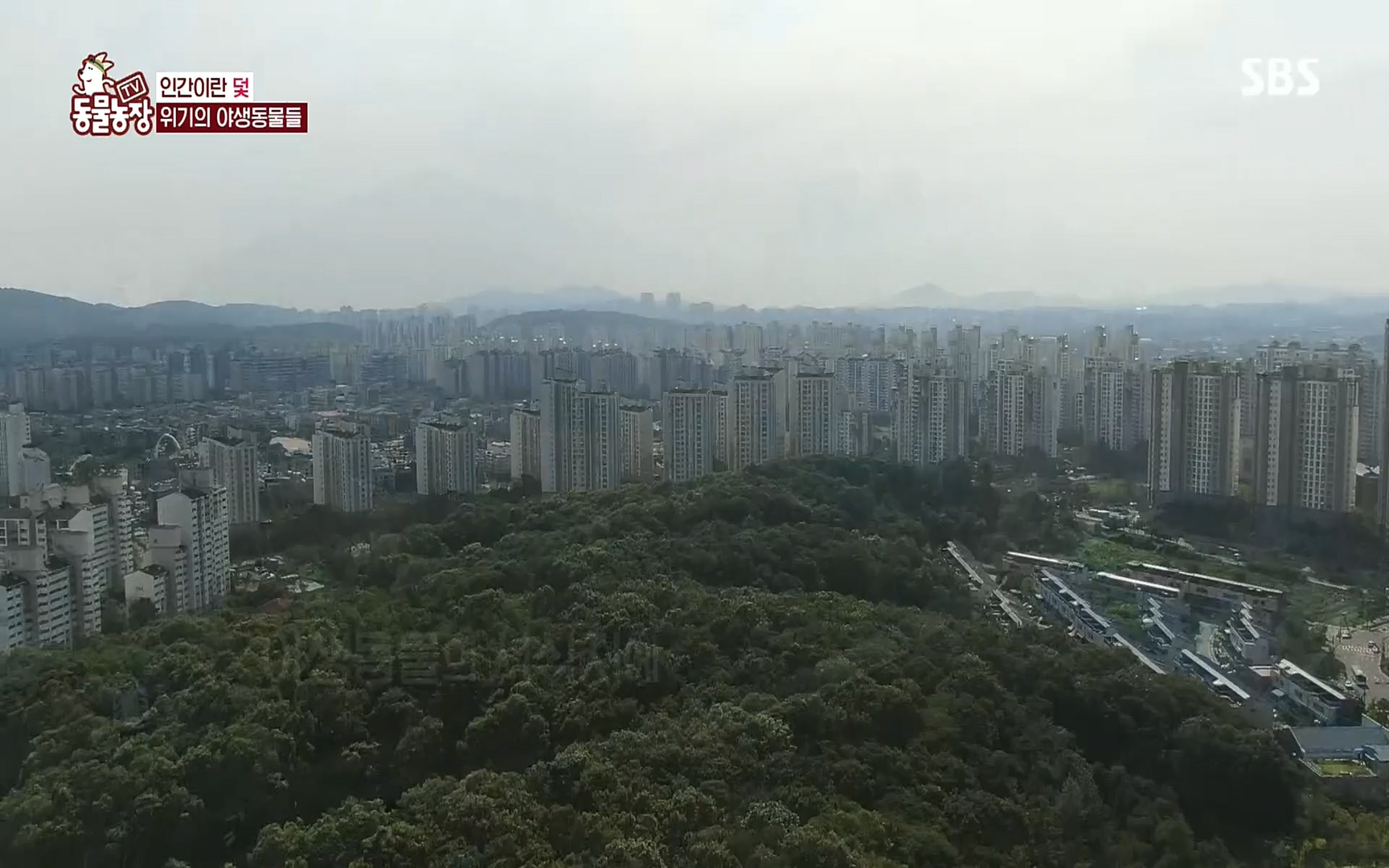 TV 동물농장.E1081.220807p.H264-F1RST.mp4_20220807_213631.024.jpg