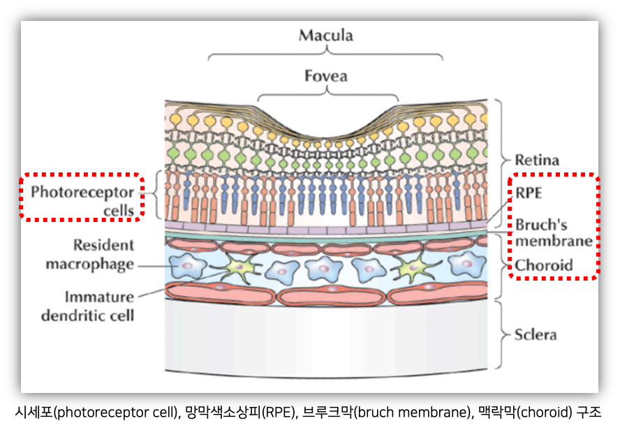 망막 구조&#44; photoreceptor cell&#44; RPE&#44; Bruch&#39;s membrane