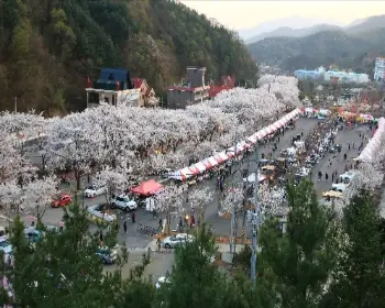 에덴 벚꽃길 벚꽃축제_6