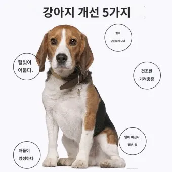 비글 성격 분양 가격 특징 장점 단점_16