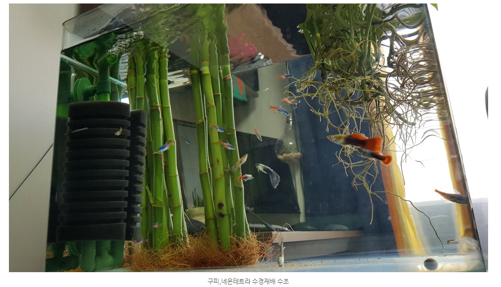 물고기와 수초와 함께있는 스킨답서스 사진
