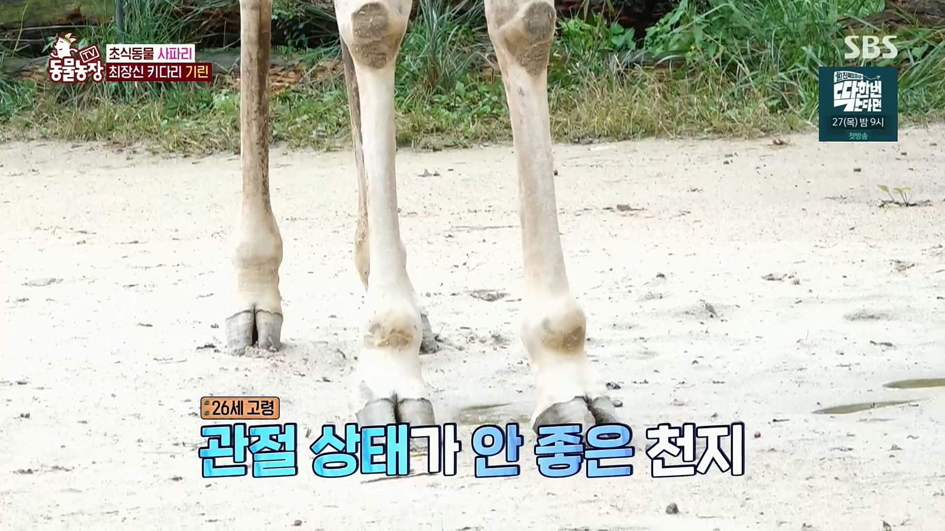 TV 동물농장.E1092.221023p.H264-F1RST.mp4_20221023_182728.682.jpg