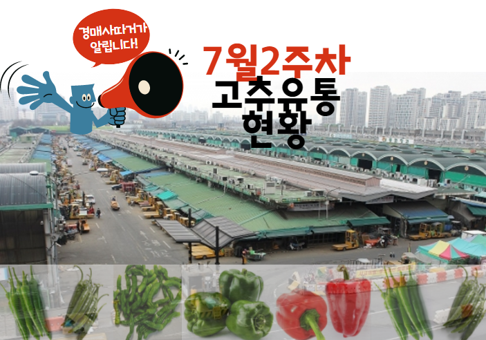  [경매사 따거] 알려드리는 가락시장 고추 경매이야기(7월 2주차)