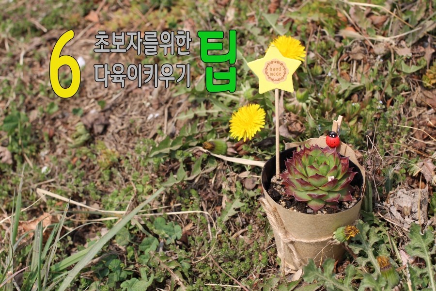  초보자를 위한 다육이키우기 팁   유니크가든 와인병다육이가드닝