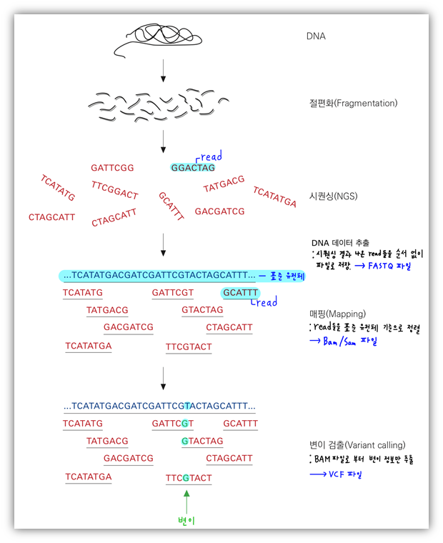  NGS - DNA 데이터 분석 한장 요약