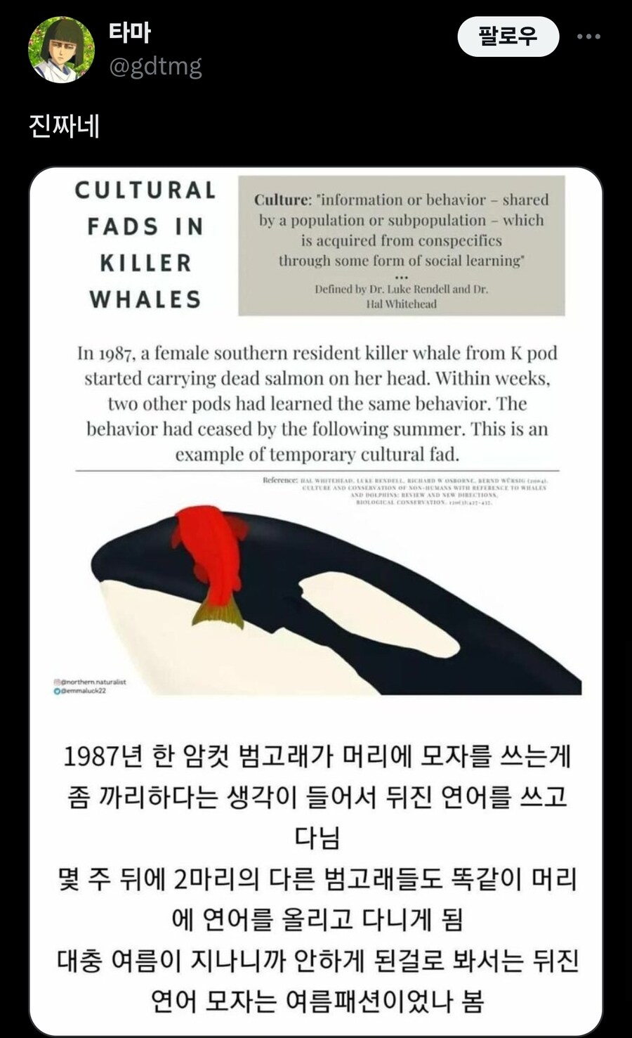 타마 @gdtmg
CULTURAL FADS IN KILLER WHALES
팔로우
Culture: &quot;information or behavior - shared by a population or subpopulation - which is acquired from conspecifics through some form of social learning&quot;
Defined by Dr. Lake Rendell and Dr. Hal Whitebead
In 1987, a female southern resident killer whale from K pod started carrying dead salmon on her head. Within weeks, two other pods had learned the same behavior. The behavior had ceased by the following summer. This is an example of temporary cultural fad.
1987년 한 암컷 범고래가 머리에 모자를 쓰는게 좀 까리하다는 생각이 들어서 뒤진 연어를 쓰고 다님
몇 주 뒤에 2마리의 다른 범고래들도 똑같이 머리 에 연어를 올리고 다니게 됨
대충 여름이 지나니까 안하게 된걸로 봐서는 뒤진 연어 모자는 여름패션이었나 봄