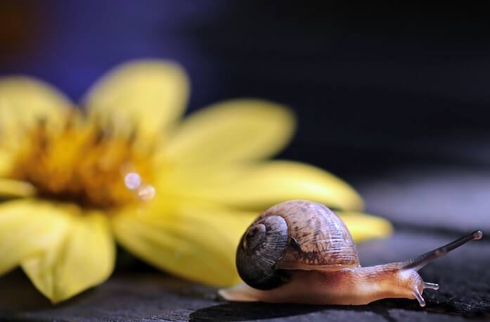 노란꽃 앞으로 기어가고 있는 달팽이 한마리